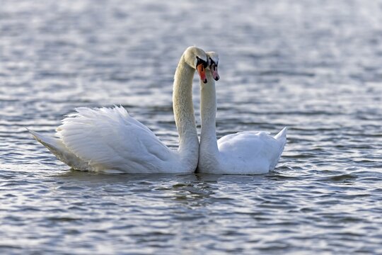 Two Mute swans (cygnus olor) swimming mating on the Rhine, Germany