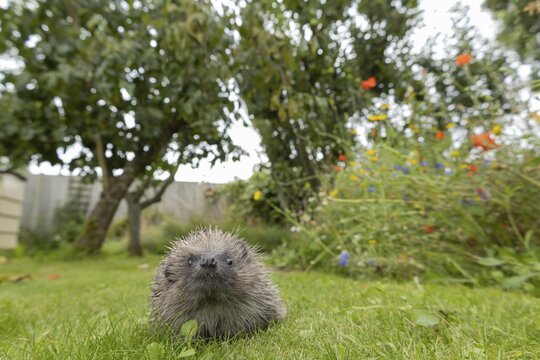 European hedgehog (Erinaceus europaeus) adult animal on a garden grass lawn, Suffolk, England, United Kingdom