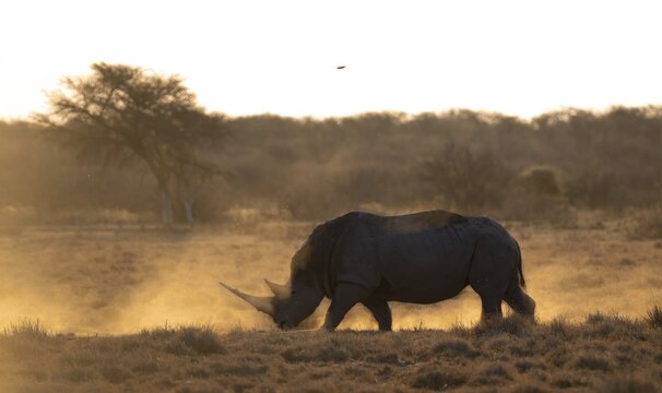 Southern white rhinoceros (Ceratotherium simum simum), Khama Rhino Sanctuary, Serowe, Botswana