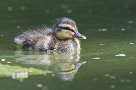 Mallard (Anas platyrhynchos), young, Emsland, Lower Saxony, Germany