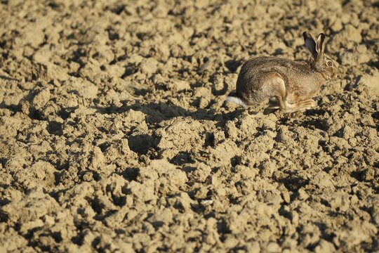 European hare (Lepus europaeus) running across a field, Lower Austria, Austria