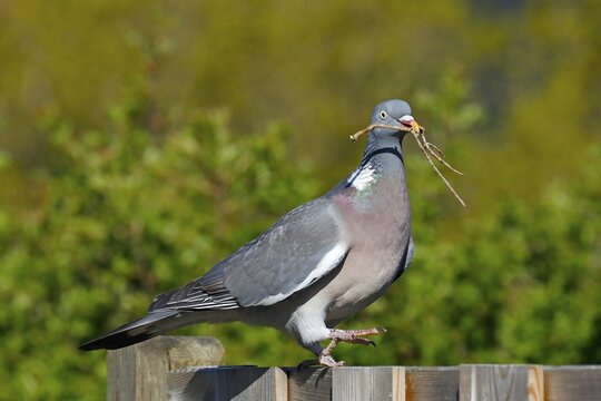 Common wood pigeon (Columba palumbus) with twig as nesting material in beak, Schleswig-Holstein, Germany
