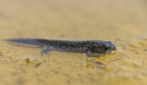 Great crested newt, crested newt, northern crested newt, Triturus cristatus, amphibians, amphibians, young animal, juvenile, shore departure, amphibian, northern crested newt, warty newt