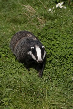 European badger (Meles meles) adult animal in grassland, United Kingdom