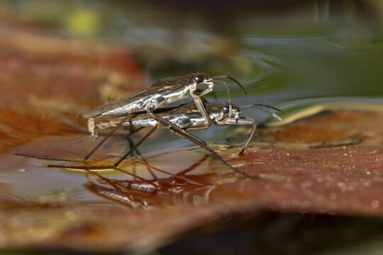 Common pond skater (Gerris lacustris) two adult insects mating on a water lily leaf in a garden pond, England, United Kingdom