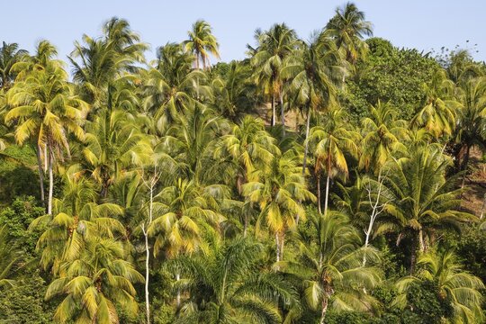 Coconut palm (Cocos nucifera) near Baracoa, Guant&aacute;namo Province, Cuba