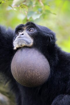 Siamang, (Symphalangus syndactylus), adult, portrait with crop, adult, occurrence in Southeast Asia, captive