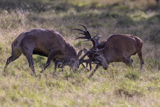 Red deer (Cervus elaphus), rutting fight of two capital stags in a meadow, Zealand, Denmark