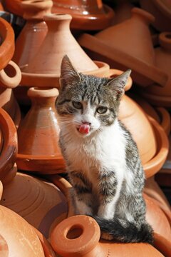 Young cat sitting on a mountain of tagines, traditional clay cooking vessels, at a sales stand in the old town, Medina, Marrakech, Morocco