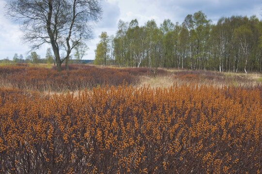 Bog myrtle (Myrica gale) in the moor, Emsland, Lower Saxony, Germany