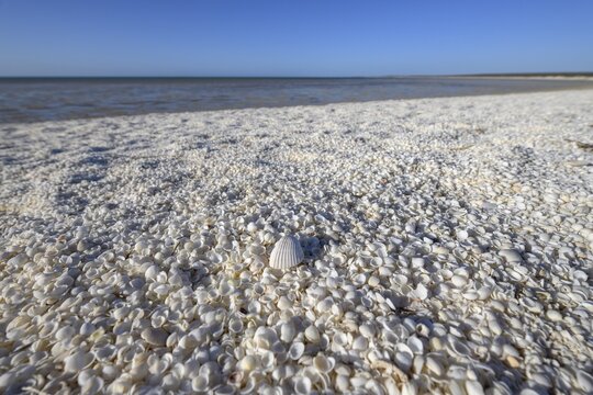 Millions of cockles (Fragum erugatum) at Shell Beach, Hamelin Pool, Shire of Shark Bay, Western Australia, Australia