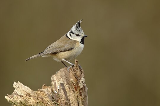 Crested tit (Parus cristatus) on a tree root, North Rhine-Westphalia, Germany