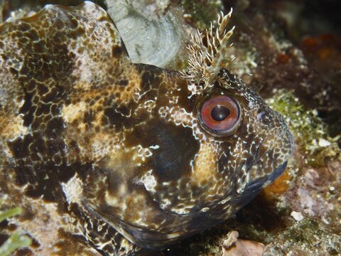 Fish with a patterned head, Tompot blenny (Parablennius gattorugine), in an underwater landscape, Muzil dive site, Stoja, Pula, Croatia, Mediterranean Sea