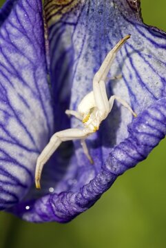 Flowering Crab Spider (Misumena vatia), Lohr, Kramsach, North Tyrol, Austria, Europe