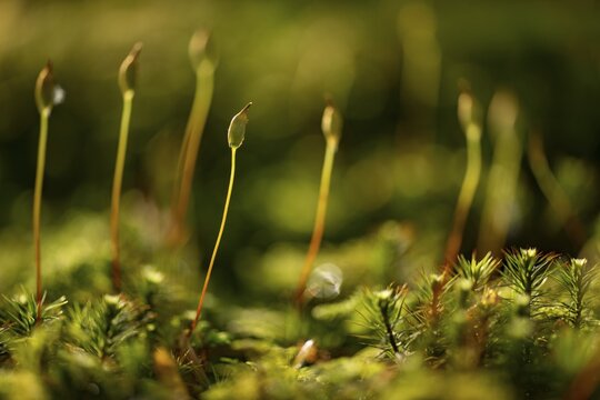 Beech (Fagus) saplings on forest floor in morning light, Mindelheim, Unterallg&auml;u, Bavaria, Germany