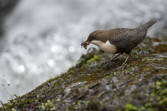 White-throated Dipper with prey at the mountain stream, Bitburg, Rhineland-Palatinate, Germany