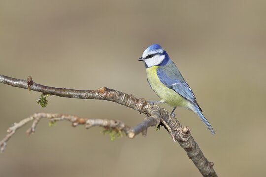 Blue tit (Parus caeruleus), sitting on a branch, Wilnsdorf, North Rhine-Westphalia, Germany