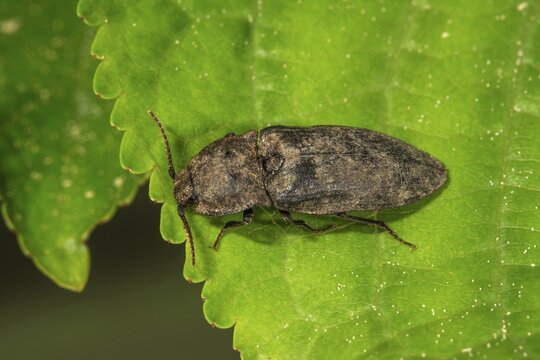 Mouse grey click beetle (Adelocera murina) on a leaf, Baden-W&uuml;rttemberg, Germany