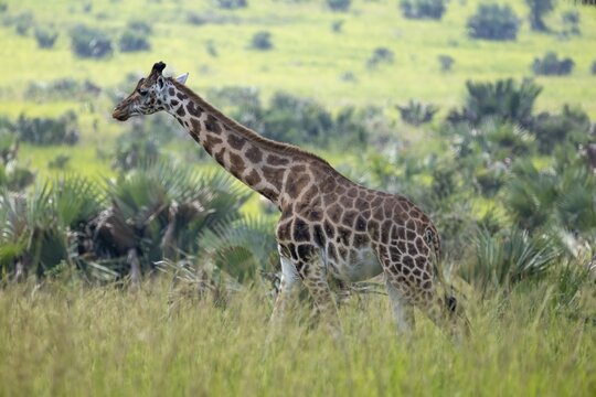 A Rothschild's giraffe (Giraffa camelopardalis rothschildi) runs through the grass, Murchison Falls National Park, Uganda