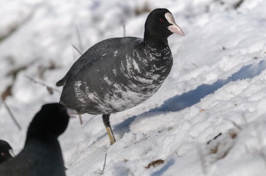 Eurasian Coot coot, fulica atra, birds, coot rail, gruiformes, cranes, leucism, rails, railings, rallidae, snow, birds, waterbirds, waterbirds, winter