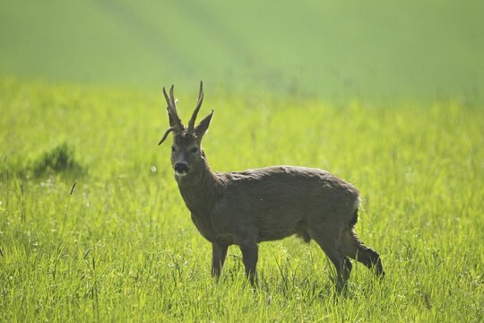 Roe deer (Capreolus capreolus) buck with abnormal antlers in meadow, Lower Austria, Austria