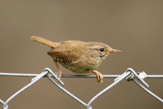 Wren (Troglodytes troglodytes) sitting on a fence, wildlife, Germany