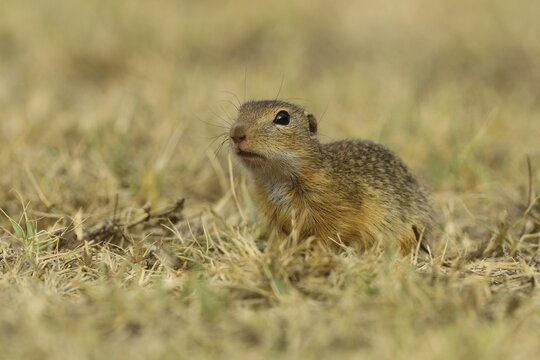 European Suslik (Spermophilus citellus) sitting in a meadow, National Park Lake Neusiedl, Burgenland, Austria