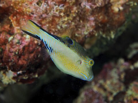 A fish with yellow and blue markings, the Caribbean spiny-headed pufferfish (Canthigaster rostrata), swims close to a coral structure, at the Coral Garden dive site, Puerto Viejo de Talamanca, Lim&oacute;n, Costa Rica, Caribbean, Atlantic Ocean, Central America
