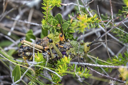 Cone-headed grasshopper (Pyrgomorphidae), Leprous Milkweed Locust (Leprous Grasshopper) mating, Garden Route, South Africa