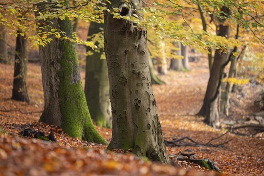 Beech forest on the Hohe Ufer on the Hunte near D&ouml;tlingen, forest, Huntepadd, D&ouml;tingen, Lower Saxony, Germany