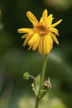 Arnica Montana, Arnica, Asteraceae, Mountain Welfare Rental, Daisy, Flora, High Size, Portrait, Leopard's Bane, Mountain Arnica, Mountain Tobacco, Plants, Wolf's Bane