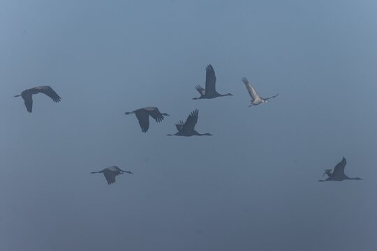Cranes flying in the fog, diffuse light, Crane (Grus grus) wildlife, Western Pomerania Lagoon National Park, Zingst, Mecklenburg-Western Pomerania, Germany