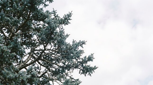 Evergreen branches against a blurred winter landscape with soft light