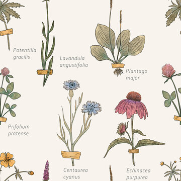 Vintage Herbarium Pattern with Botanical Names and Wildflowers. Seamless illustration with taped specimens and Latin labels on cream. Antique style background for wallpaper, textiles and stationery.