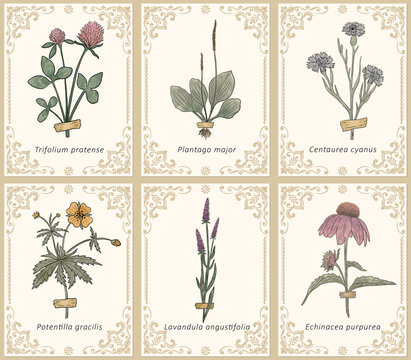 Six Vintage Herbarium Cards with Ornate Botanical Frames. Botanical illustration set with labeled flowers, taped specimens and cream panels. Antique style collection for prints and stationery.