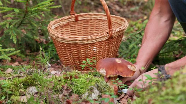 Close-up view of person cutting porcini mushroom beside wicker basket on mossy forest floor. Sweden.