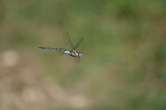 the male migrant hawker dragonfly (Aeshna mixta)