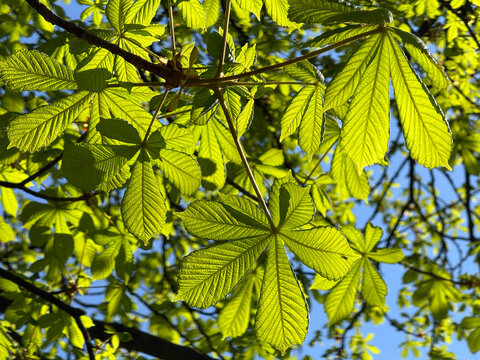 Conker tree Aesculus hippocastanum fresh green leaves in spring.