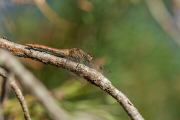 A close-up view of a dragonfly perched on a textured twig in a natural environment, featuring transparent wings and a soft green bokeh background with ample copy space. © Pavlo