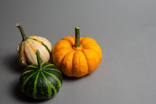 Colorful Mini Pumpkins on Gray Background with Copy Space