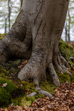 Dreamy, magical forest like image of a big old Beech trunk with massive roots in the forest of estate Vosbergen, Eelde, Drenthe, the Netherlands