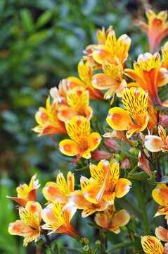 Pink and orange Alstroemeria Lily of the Incas flowers growing in the garden