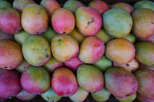 Green and red mango fruit in bulk at the market
