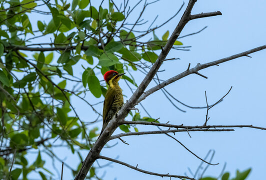 Golden green woodpecker on a branch