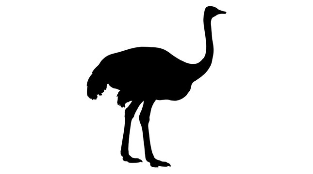 ostrich isolated on white background