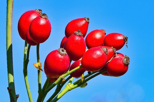 hawthorn twig with red fruit and seeds
