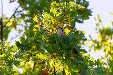 Eurasian Jay eating a Green Acorn   Sójka Zwyczajna jedząca zielolego żołędzia © Adrian White