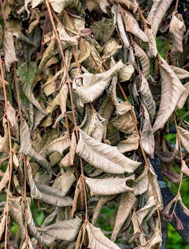 746-12 Pecan Gone