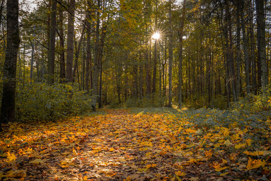 Sunlight Shining Through Autumn Forest Over Path Covered with Golden Fallen Leaves