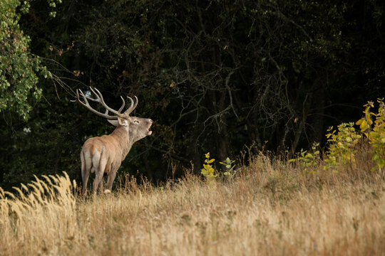 red deer rut in sptember europe